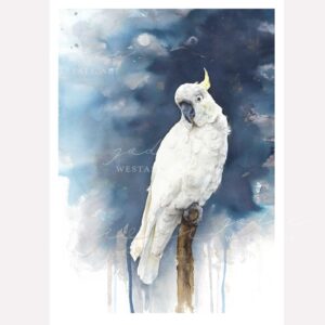 Sulphur Crested Cokatoo Print