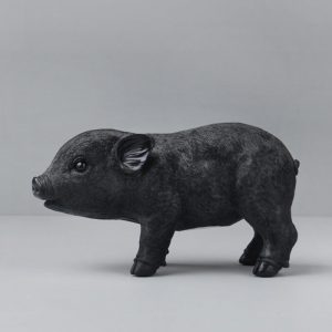 black pig money box