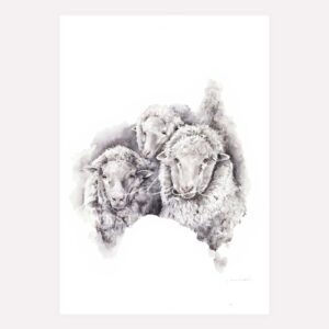 Merino Sheep painting print